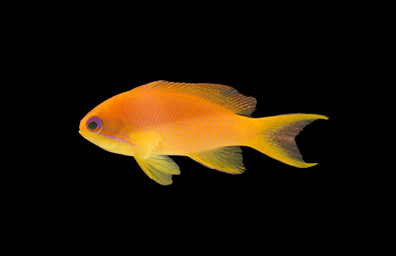 Pacific Lyretail Anthias (Female)