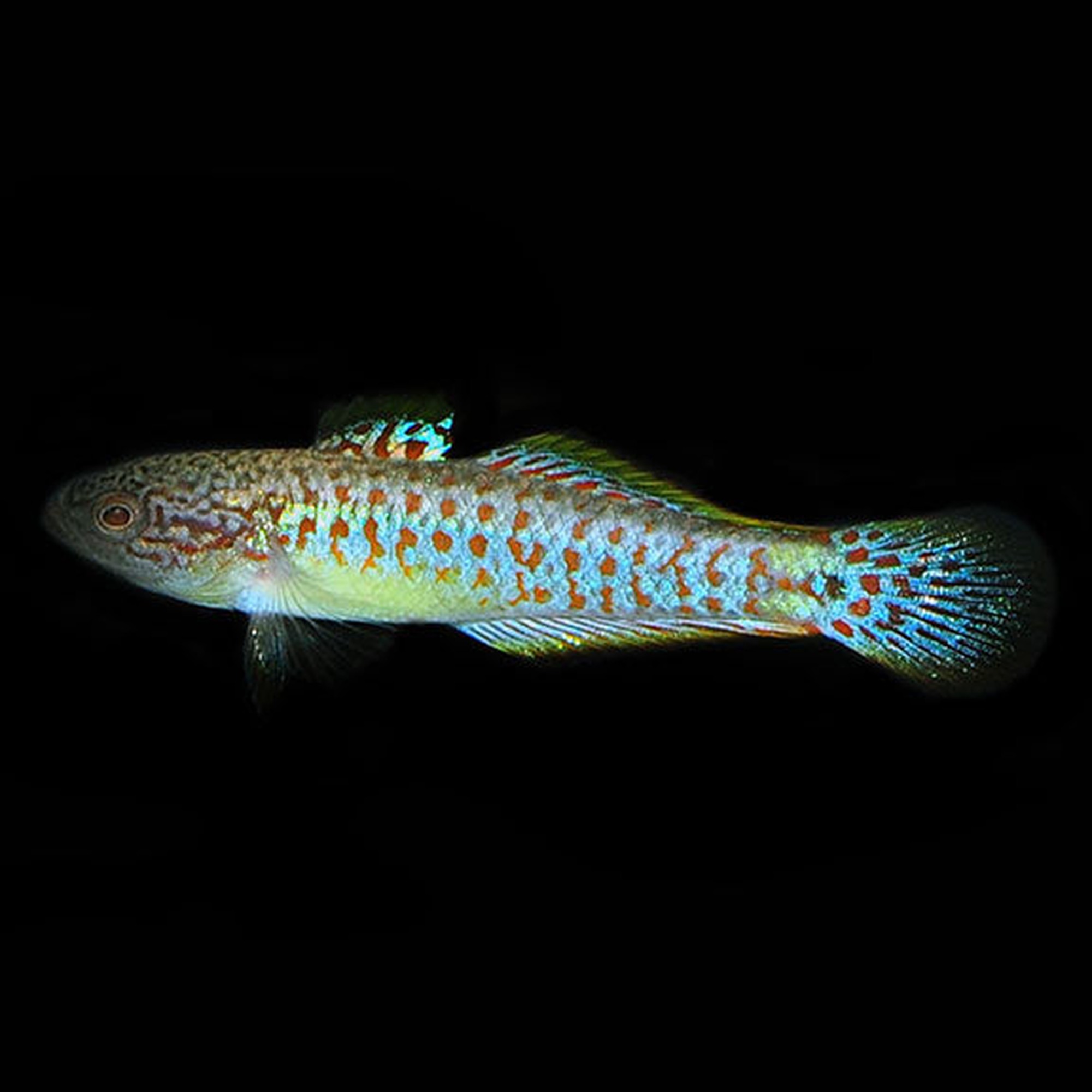 Peacock Gudgeon Goby