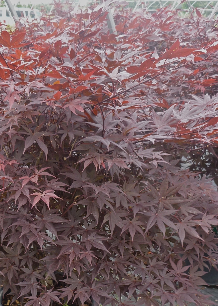 Japanese Maple Hogyoku 25 Gal