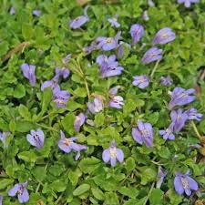 Mazus Reptans, 4.5"