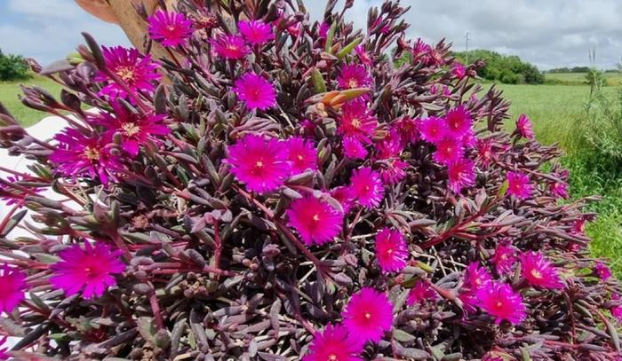Ice Plant Desert Dancer Red Quart