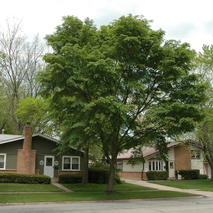 Lacebark Elm 15 Gal