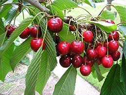 Bing Cherry (Prunus), 7 gallon