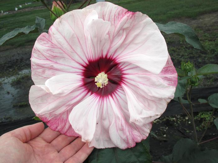 Hardy Hibiscus Cherry Chocolate Latte 3 Gal PW