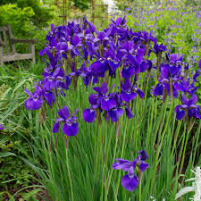 Caesars Brother Iris, 1 gallon