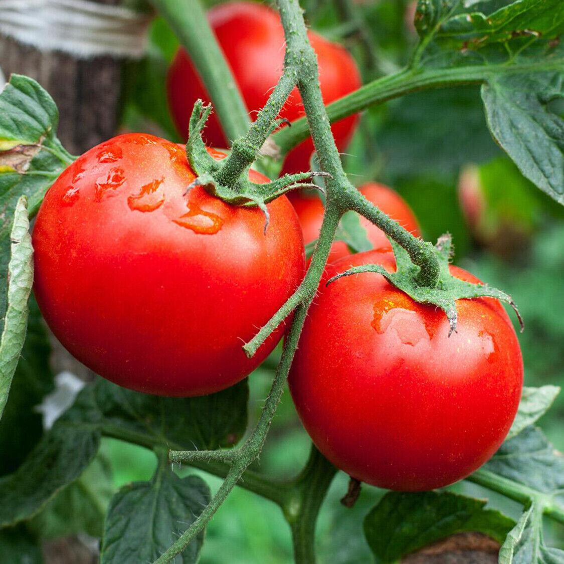 Latah Super Early Tomatoes - 2x Plug Plant - UK Climate Bush Tomato