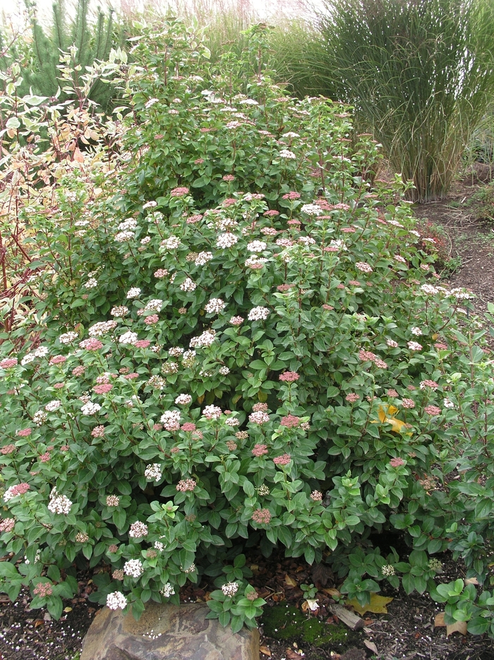 Viburnum Shades Of Pink 3 Gal