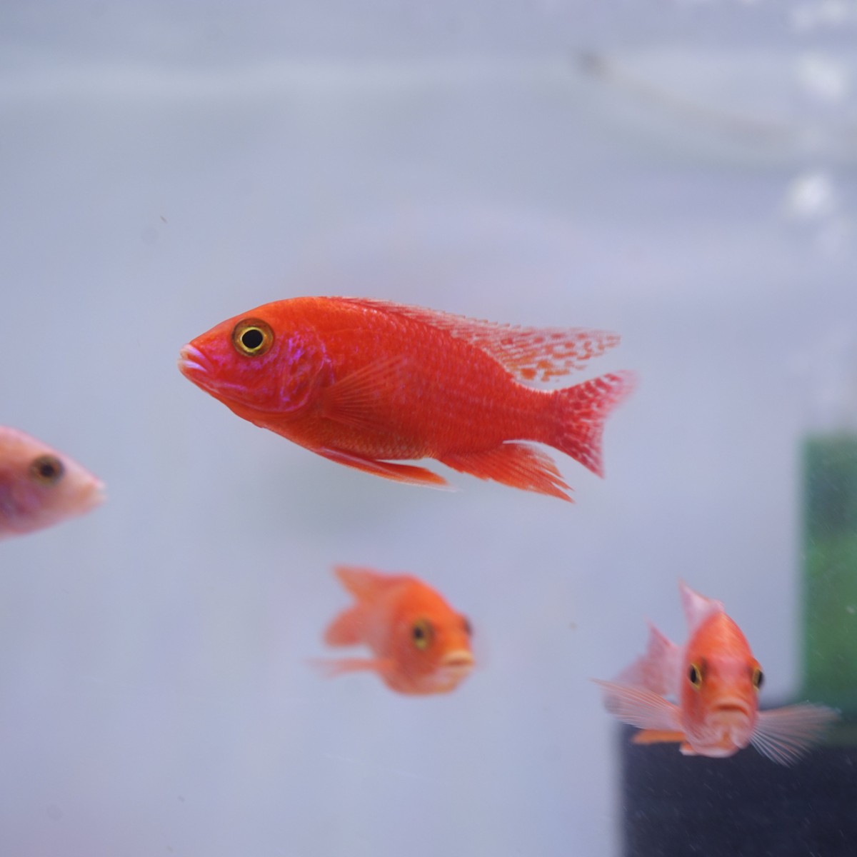 Strawberry Peacock