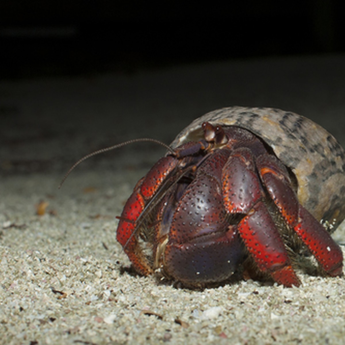 Hermit crab