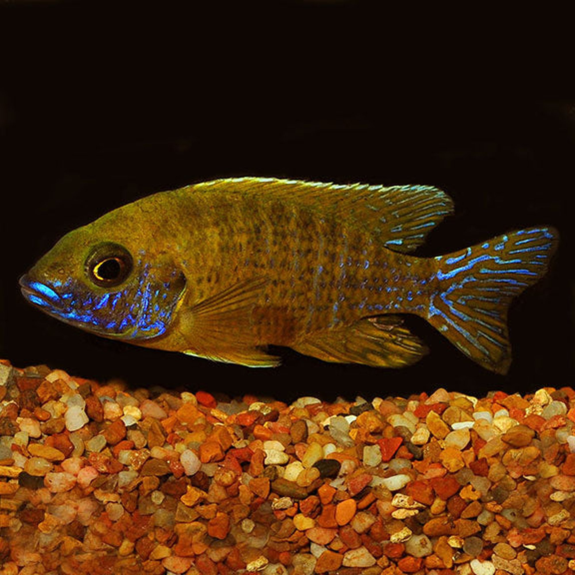 Yellow Peacock