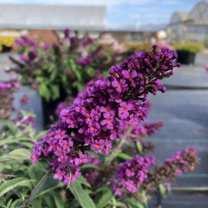 Butterfly Bush Baby Buzz Candy Pink 1 Gal