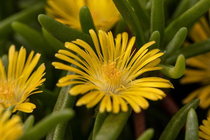 Ice Plant SumSol Orange Quart