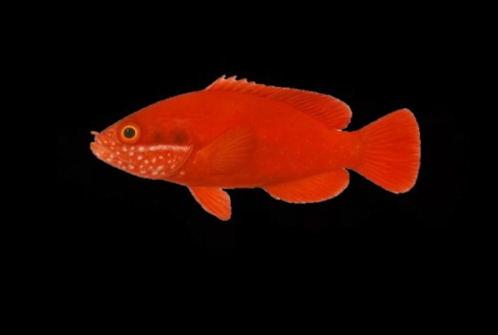 Blood Red Soapfish ( Rare )