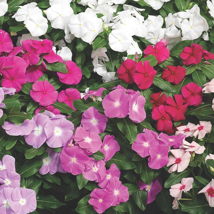 Vinca Flower Pink Light 1 Gal