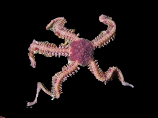 Purple Sponge Brittle Sea Star