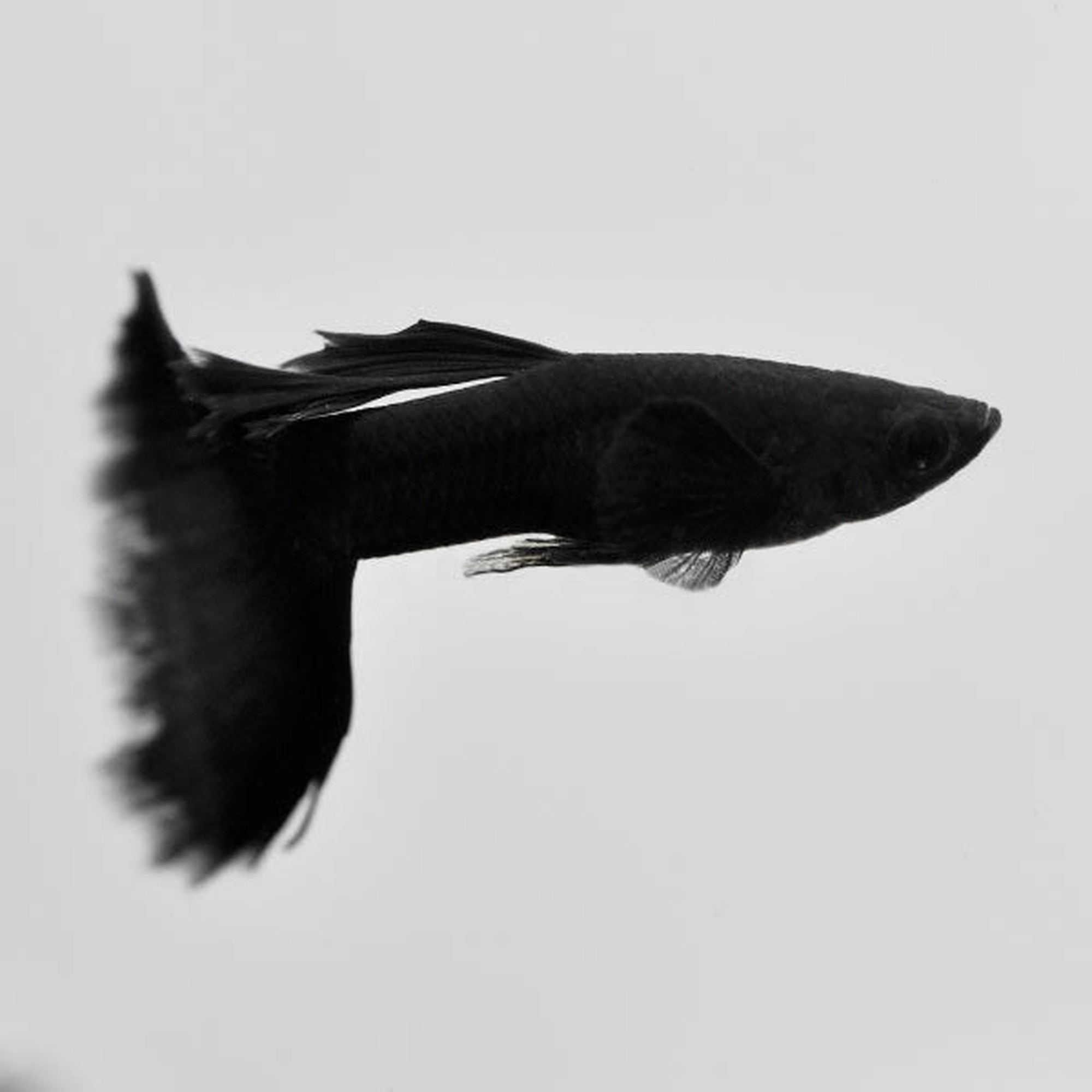 Midnight Blue Moscow Guppy Pair