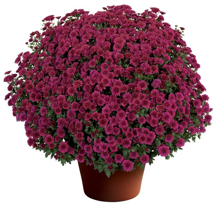 Mum Cheryl Sparkling Yellow 3 Gal