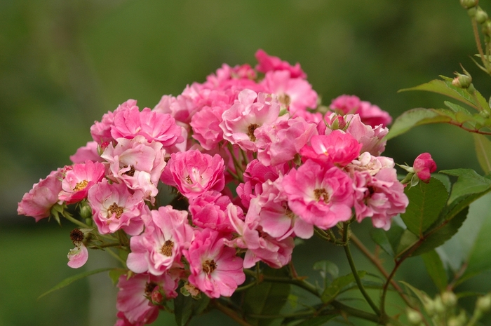 Rose Belinda's Dream 3 Gal
