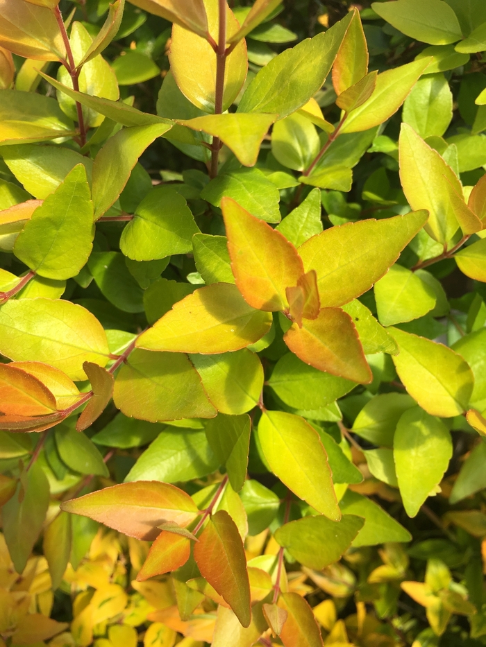 Abelia Twist of Lime 3 Gal