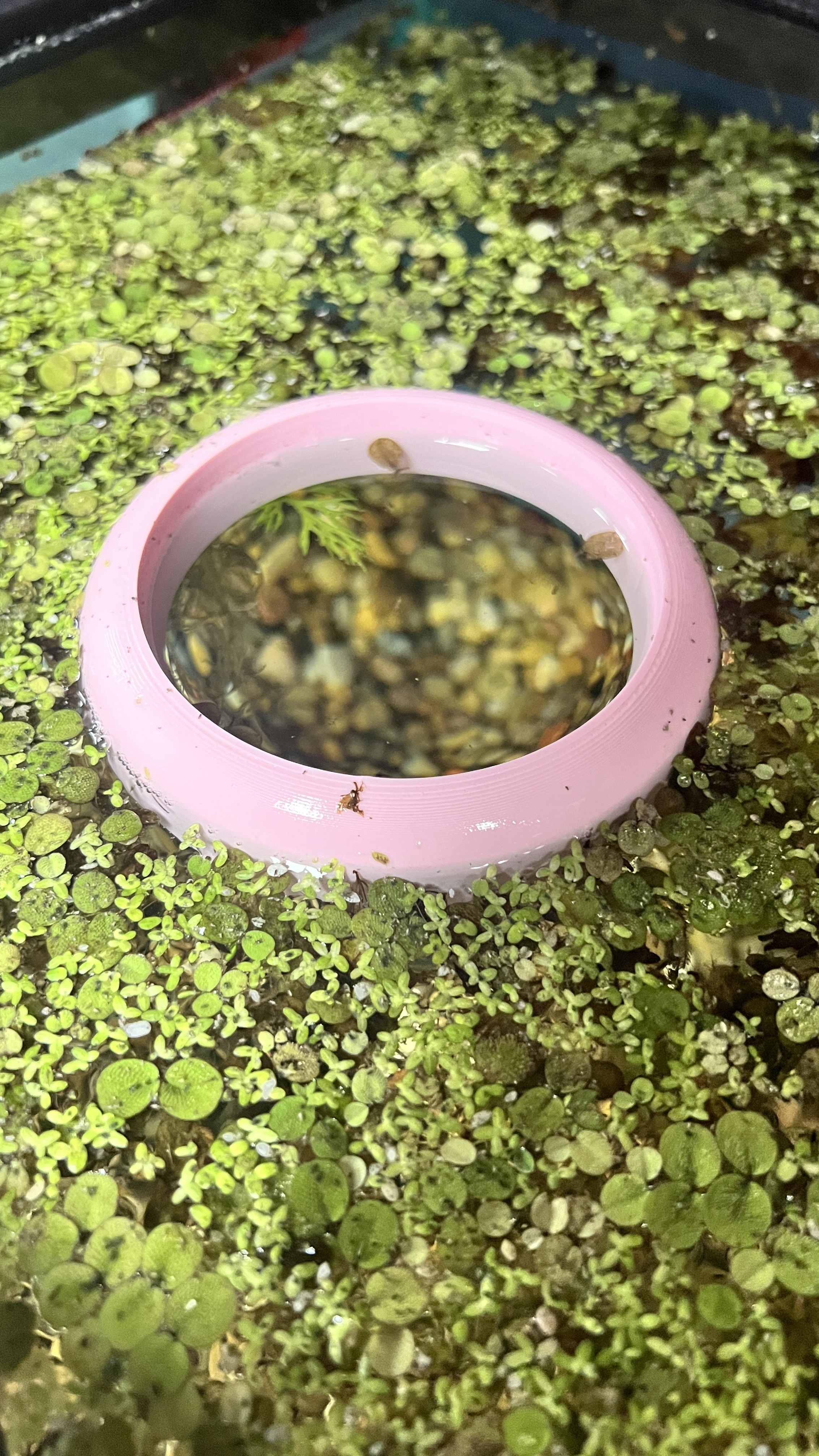 3D Large Feed Ring