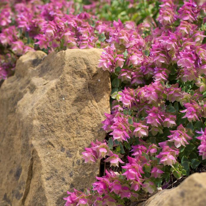 Oregano Kent Beauty 10" HB
