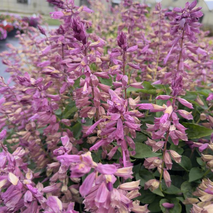 Salvia Grandstand Lipstick 2 Gal