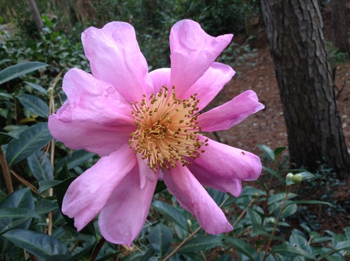 Camellia Snow Flurry 3 Gal