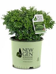 NewGen Liberty Belle Boxwood (Buxus), 3 gallon