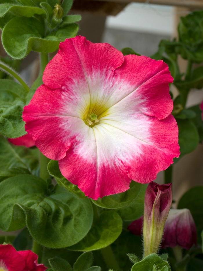 Petunia Double Midnight Gold Quart