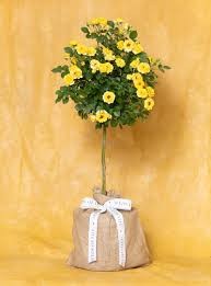 Yellow Sunblaze Tree Rose, 3 gallon