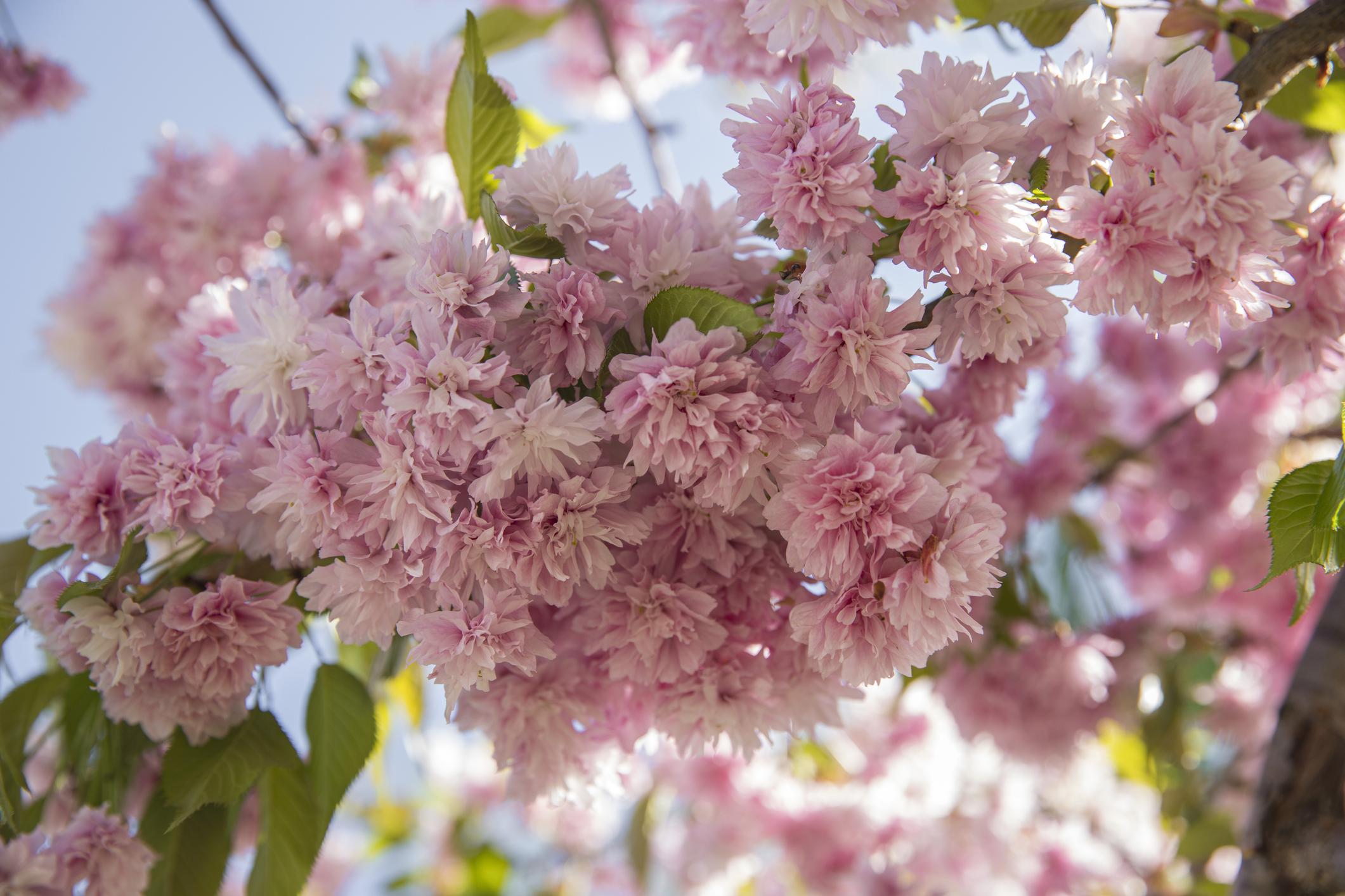 Prunus serrulata 'Kwanzan'