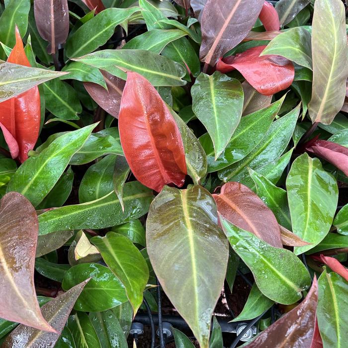 Philodendron 'White Wizard' 4''