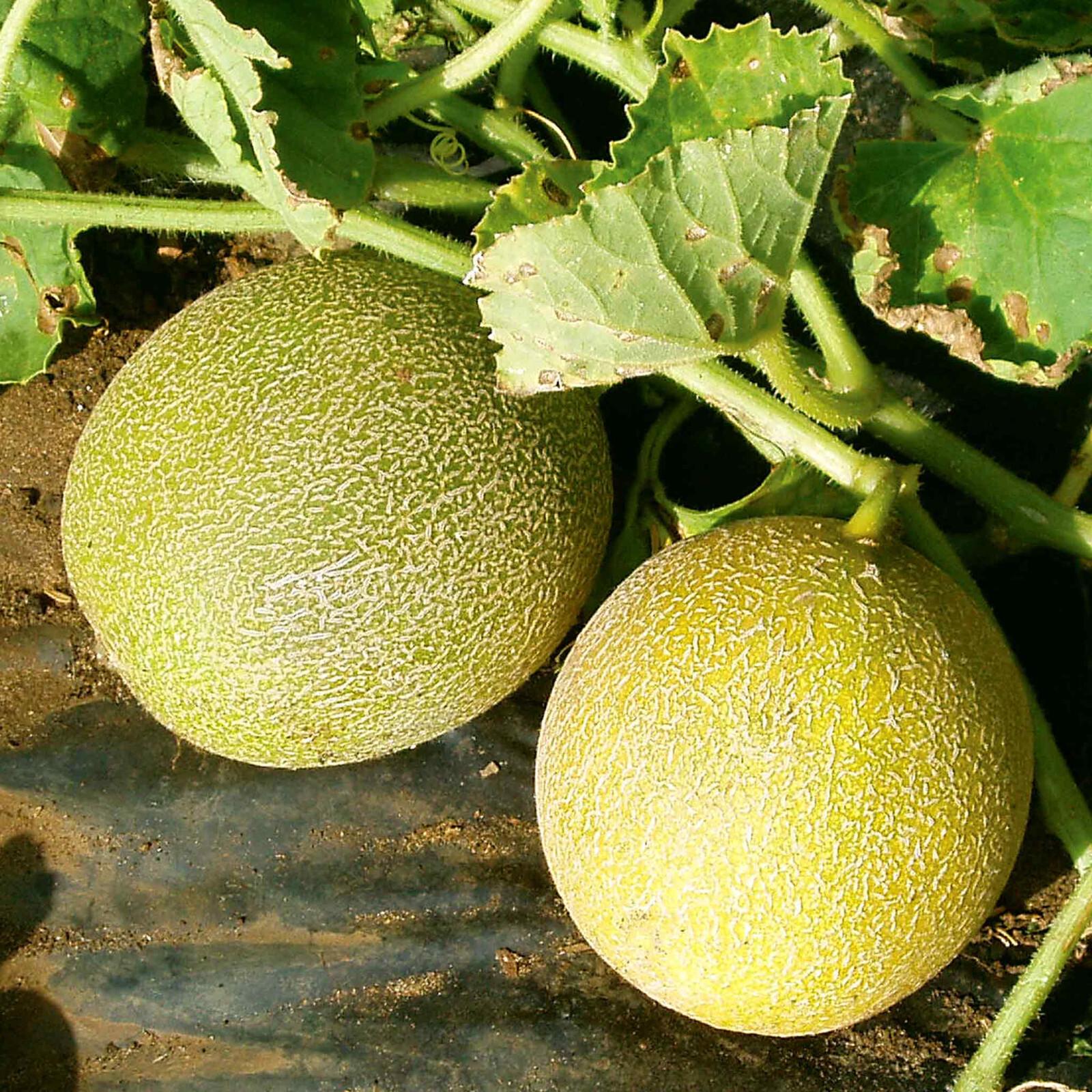 Outdoor Wonder Melon - 2x Plug Plant - Outdoor Melon Fruitful + Resilient