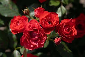 Brick House Orange Tree Rose, 3 gallon