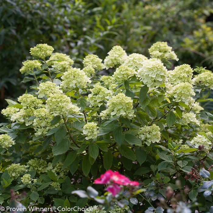 Hydrangea Little Quick Fire 3 Gal