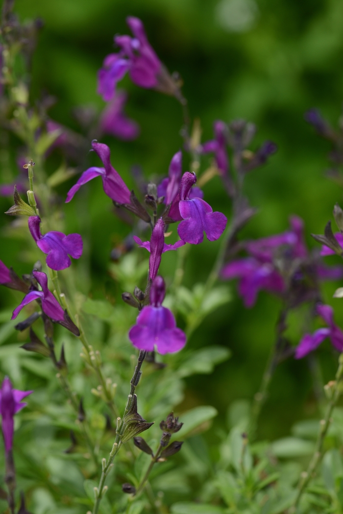 Autumn Sage Hot Pink 2 Gal