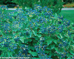 Blue Muffin Viburnum, 3 gallon