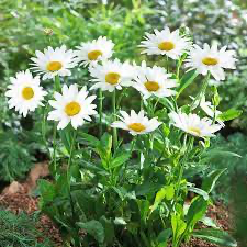 Becky Shasta Daisy (Leucanthemum), 1 gallon