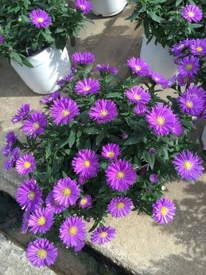 Magic Purple Aster, 6"