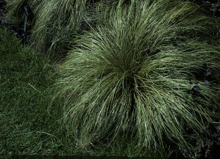 Japanese Sedge Grass Variegated 1 Gal