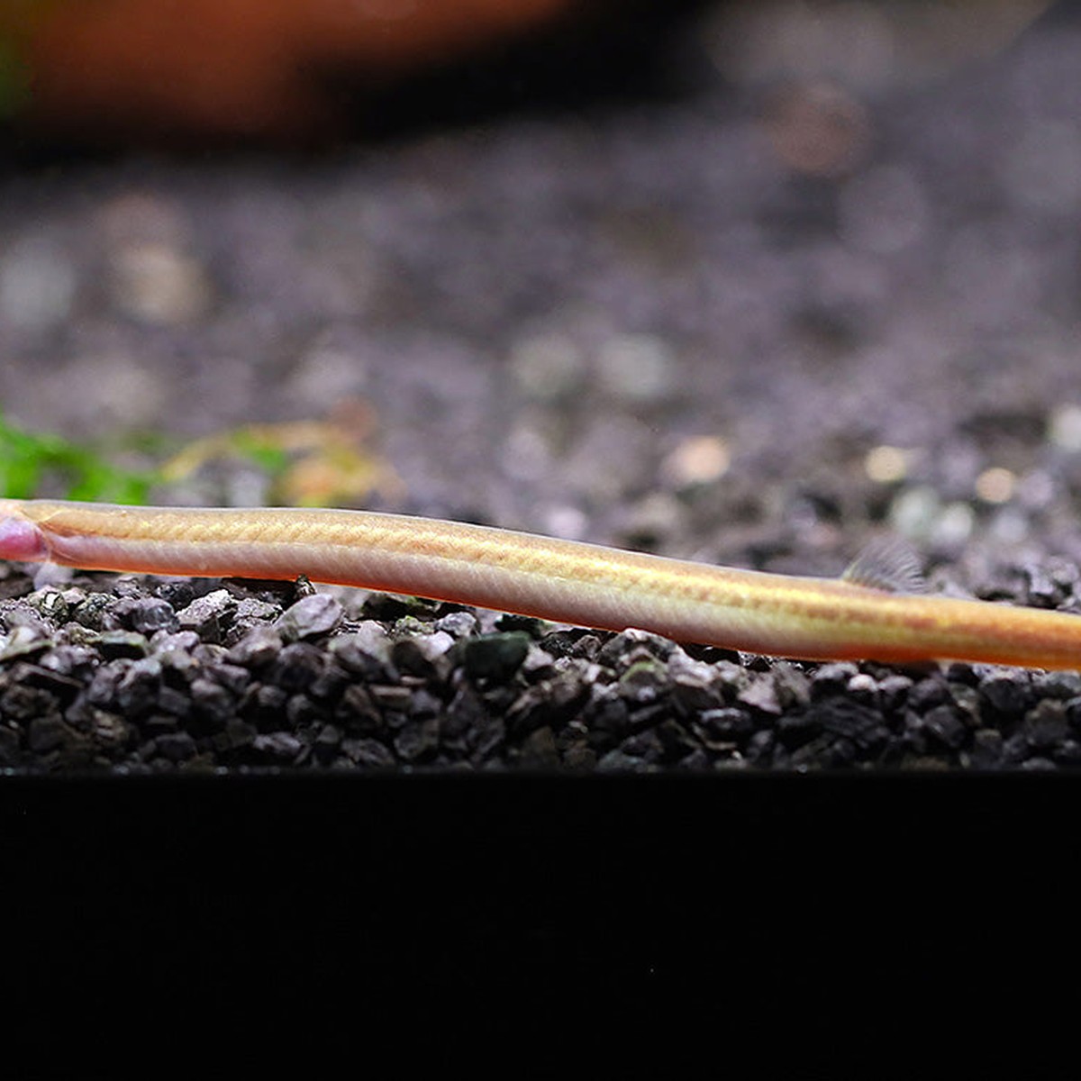 Silver Kuhli Loach