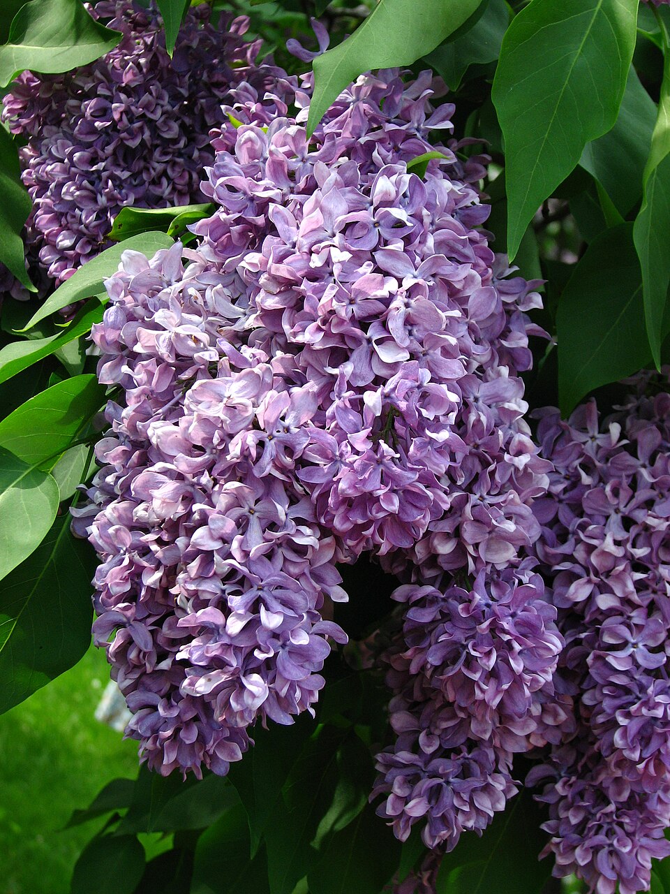 Syringa Bloomerang® Dark Purple