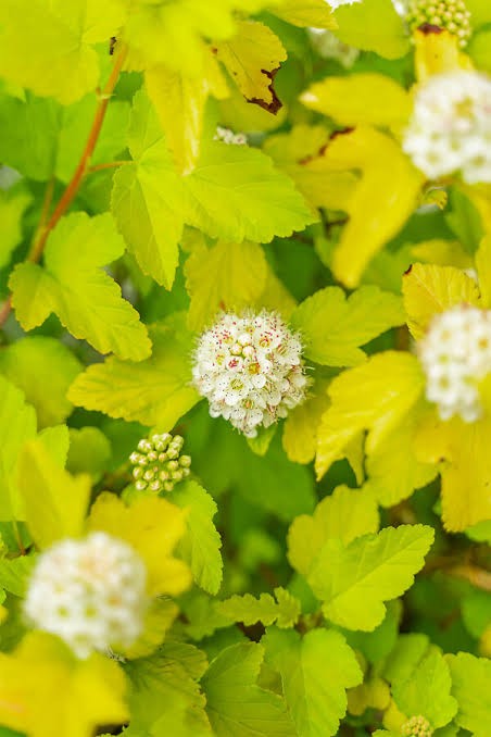 Lemon Candy Ninebark (Physocarpus), 3 gallon