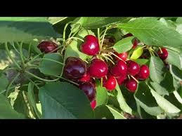 Lapins Cherry (Prunus), 7 gallon