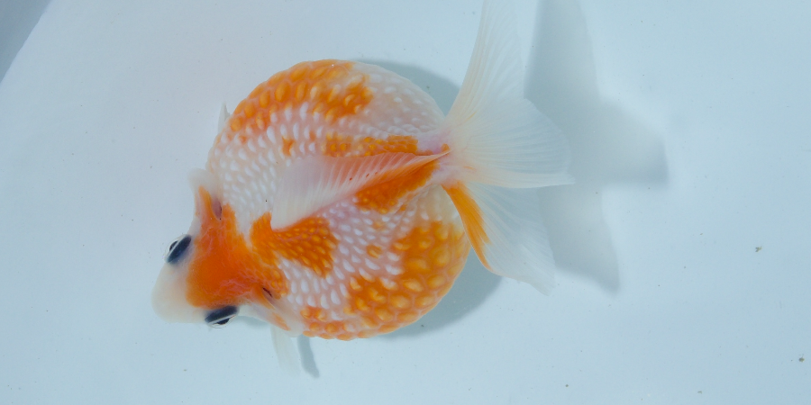 ピンポンパール001