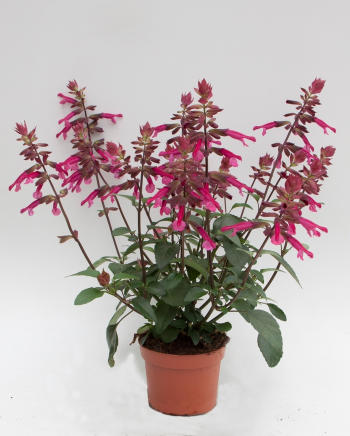 Salvia Skyscraper Orange 1 Gal