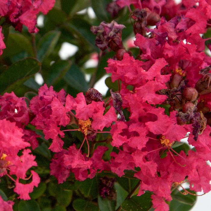 Crape Myrtle Bellini Grape 5 Gal