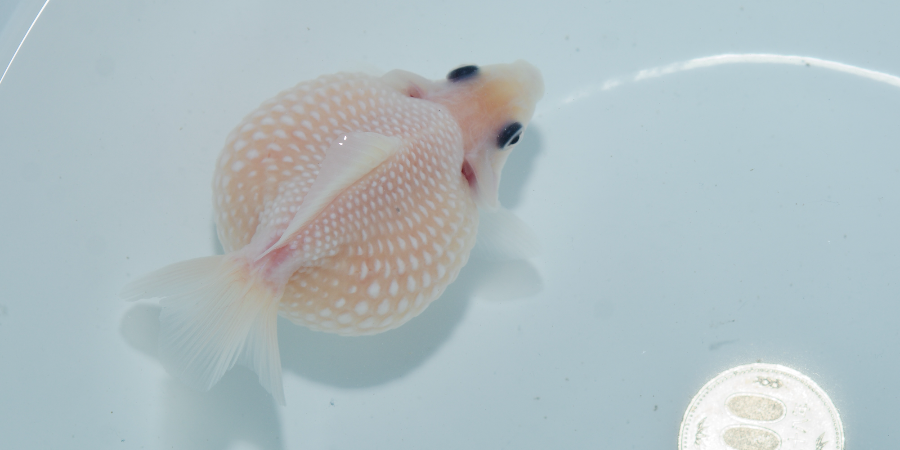 ピンポンパール-003【完売】