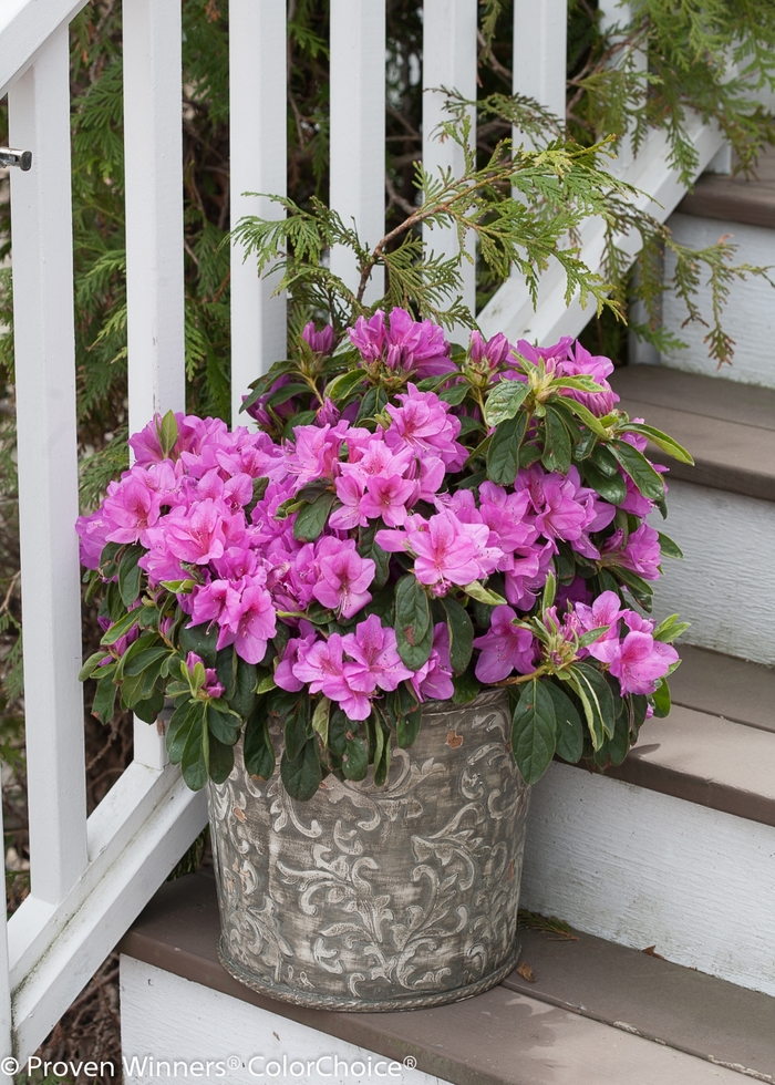 Azalea Bloom-A-Thon Hot Pink 3 Gal