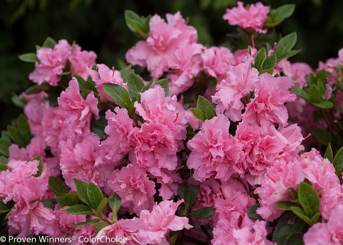 Azalea Bloom-A-Thon Lavender 3 Gal